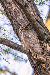 Great Horned Owl camouflaged