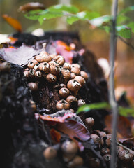 close up of mushrooms