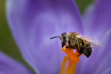 Close-up of a honey bee sitting on the pistil of a purple crocus flower in the morning. The bee is still damp from the night and dewdrops