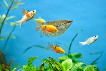 Colorful exotic fish swimming in deep blue water aquarium with green tropical plants