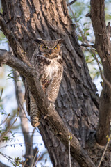 Owl Staring and Camouflaged