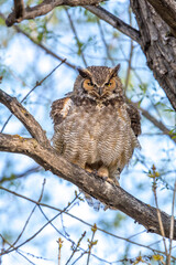 great horned owl fluffed up in tree