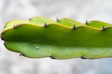 Closeup image of euphorbia ingens cactus trees. Euphorbia aggregata cactus from South Africa. Euphorbia trigona, cathedral cactus, African milk tree