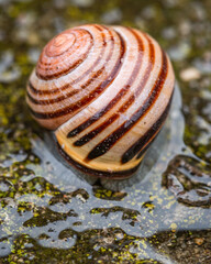 Wstężyk ślimak © Sawomir