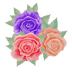 Three roses of different colors with green foliage isolated on a transparent background.