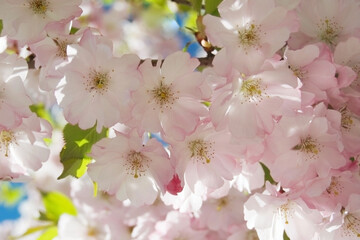 flowering cherry soft background pattern hanami double pink blooms cluster close up