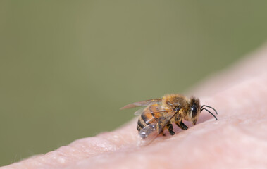 Close-up of a tiny honey bee sitting on a human's skin. The background is green, with space for...