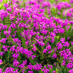 Obraz premium An inflorescence of pink flowers, a close-up shot. Wildflowers.