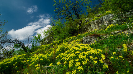 Hillside