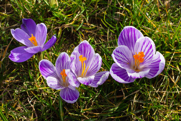 blooming crocus bud top view. purple crocus in spring