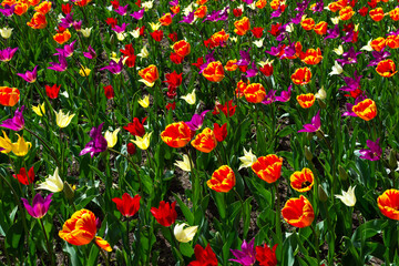 Naklejka premium meadow with blooming tulips of different colors. tulips in spring