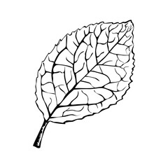 Fototapeta premium Hand drawing detailed leaf. Vector printed silhouette of leaf isolated on white background. Botanical design element. Vector illustration