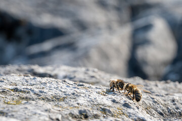 abeille sur le rocher