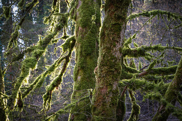 arbre en for&ecirc;t, couvert de mousse