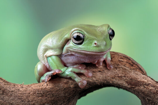 Green tree frog on branch, tree frog front view, litoria caerulea, animals closeup