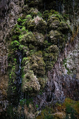 Vertical images of a small forest waterfall on a wall covered with green moss