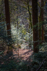 forêt sauvage du Jura