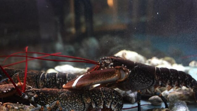 Large crayfish with rewound claws walk along the bottom of the aquarium