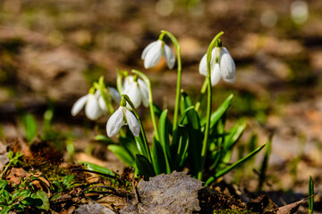 White blooming snowdrops (galanthus nivalis) at the forest on early spring