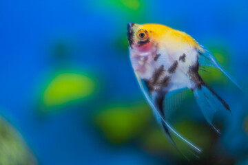 Close up view of aquarium with colorful angelfish.