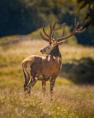 deer stag posing