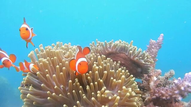 Nemo clown fish in the anemone on the colorful healthy coral reef