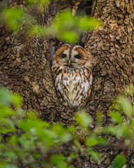 owl on tree