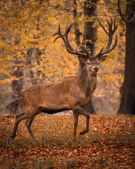 Stag in the forest