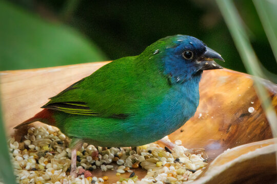 Blue Faced Parrot Finch (2023)