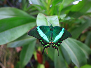 View on a butterfly in the greenhouse butterfly of la Queu-les-yvelines 