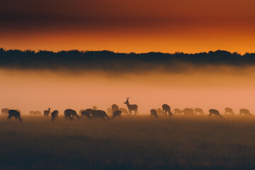 Fototapeta na wymiar deer in the sunset with fog
