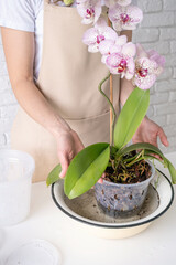 Transplanting orchid plants. Home gardening, breeding of orchids.