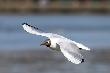 Black-Headed Gull, Chroicocephalus ridibundus in flight. Adult winter plumage