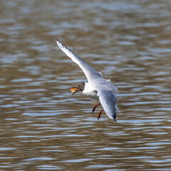 Black-Headed Gull, Chroicocephalus ridibundus in flight. Adult winter plumage