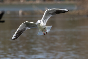 The European Herring Gull, Larus argentatus is a large gull. Here flying in the air.