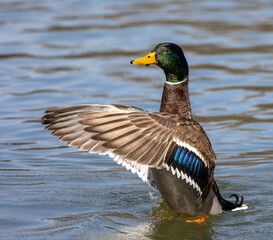 Wild duck or mallard, Anas platyrhynchos swimming in a lake in Munich, Germany