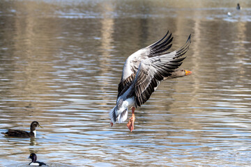 The greylag goose, Anser anser is a species of large goose
