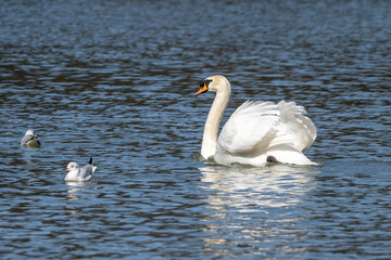 Mute swan, Cygnus olor swimming on a lake in Munich, Germany