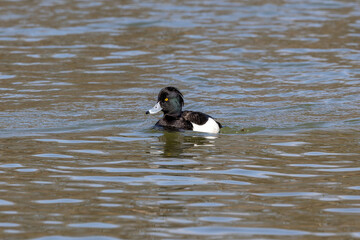 The tufted duck, Aythya fuligula, a diving duck swimming on a Lake at Munich