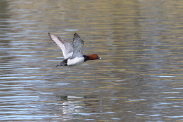 Red-crested Pochard, Netta rufina flying over a lake at Munich, Germany