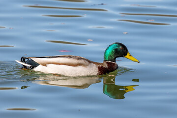 Wild duck or mallard, Anas platyrhynchos swimming in a lake in Munich, Germany