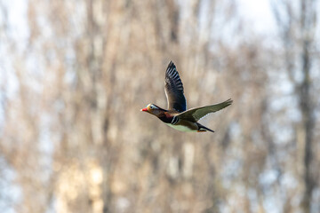 The mandarin duck, Aix galericulata flying at a lake in Munich, Germany