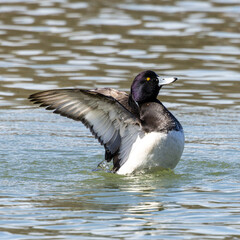 The tufted duck, Aythya fuligula, a diving duck spreading its wings on water on a Lake at Munich
