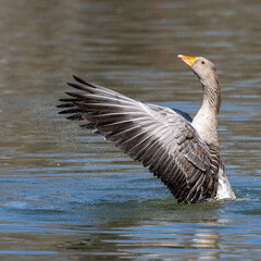 The greylag goose spreading its wings on water. Anser anser is a species of large goose