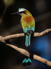 A close up image of a colorful turquoise-browed motmot perched on a tree branch on a sunny day. The bird's vivid colors stand out against a dark background.