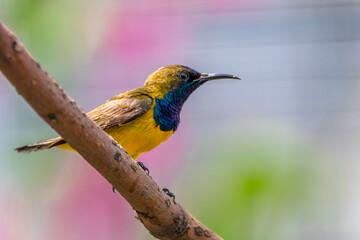 The olive-backed sunbird (Cinnyris jugularis), also known as the yellow-bellied sunbird, is a species of sunbird found from Southern Asia to Australia.