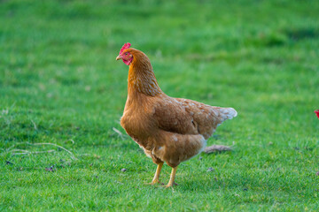 chicken on grass