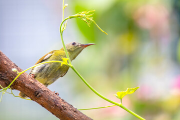 The Indian white-eye (Zosterops palpebrosus), formerly the Oriental white-eye, is a small passerine bird in the white-eye family