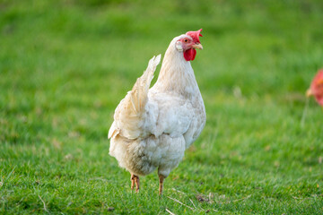 White leghorn chicken / chicken de livorno, the most beautifull italian chicken, known for giving the most eggs per year. White leghorn free range on grass
