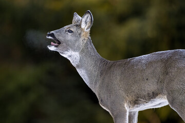 Roe deer shouting in forest, breath fume coming from the mouth © Erik Mandre